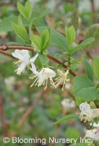 Lonicera elegantissima                  